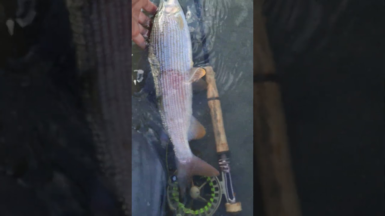 Grayling time on the Salzach river