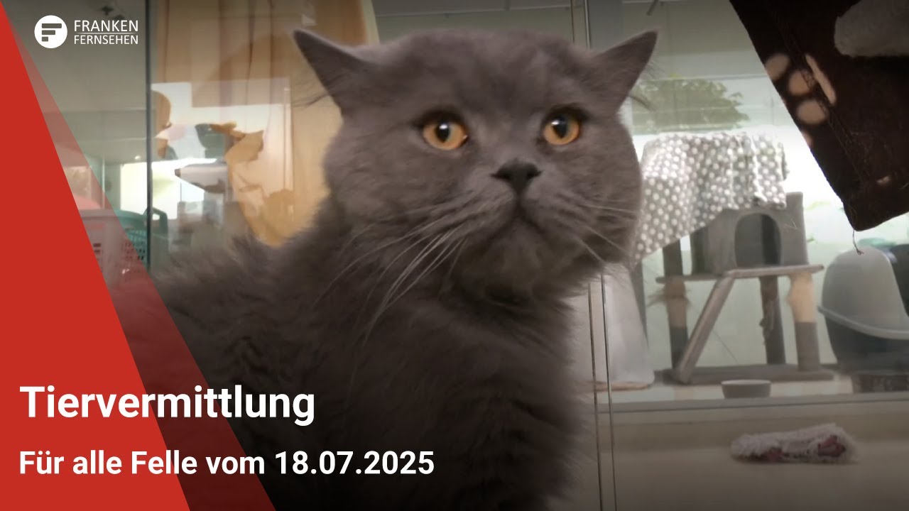 Tiervermittlung: Für alle Felle vom 18.07.2025