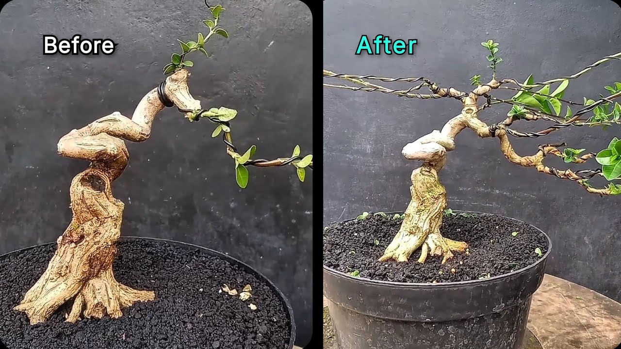 Step by step  guide to creating  a sancang exstrim  ( premna microphila) 