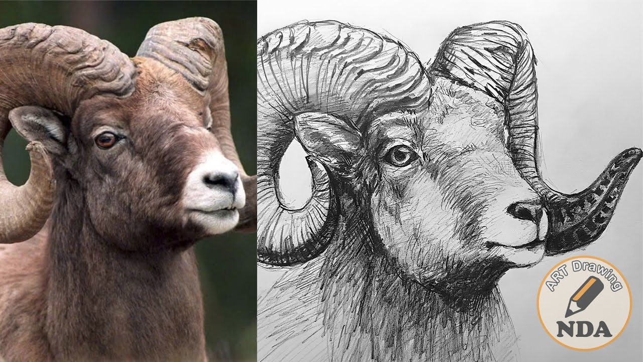 HOW TO DRAW A GOAT DRAWING - PENCIL DRAWING