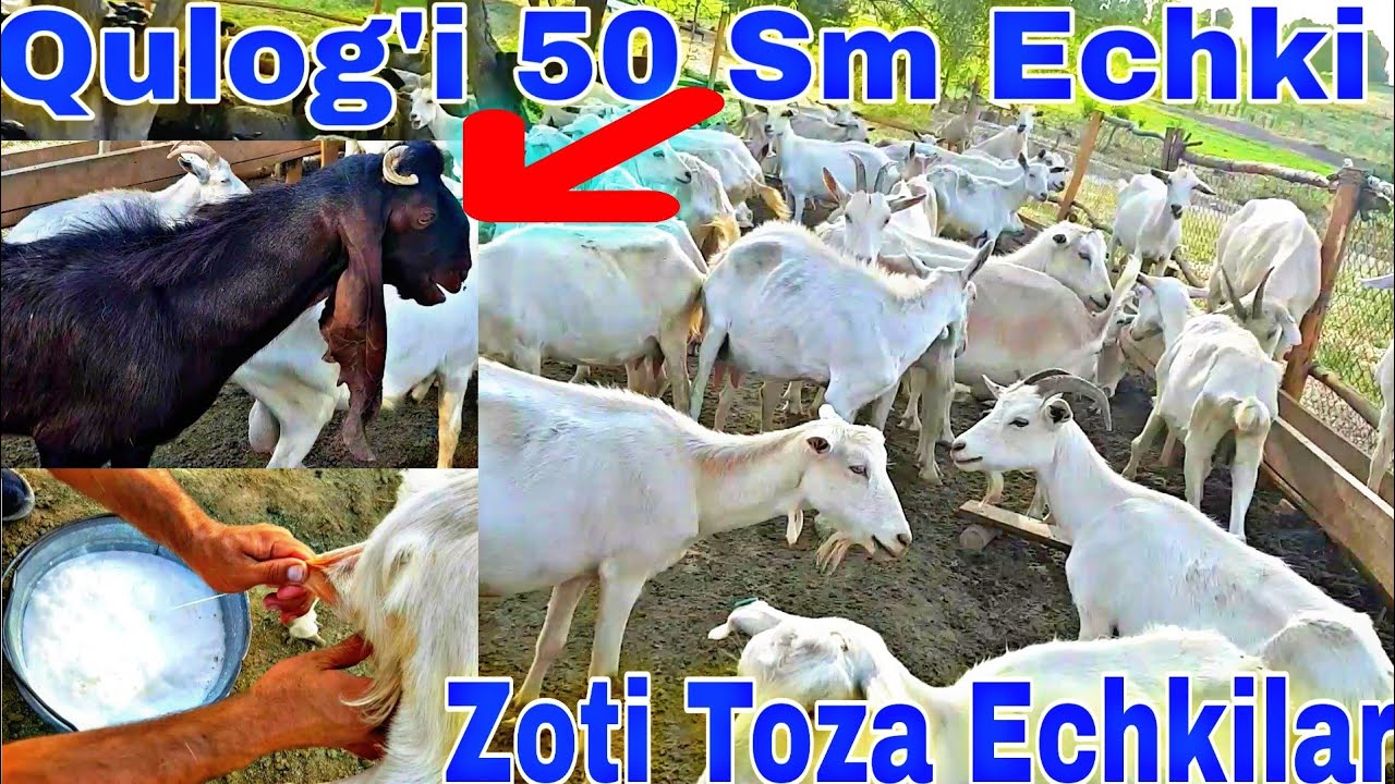 TOZA ZOTTOR ECHKILAR SOTILADI