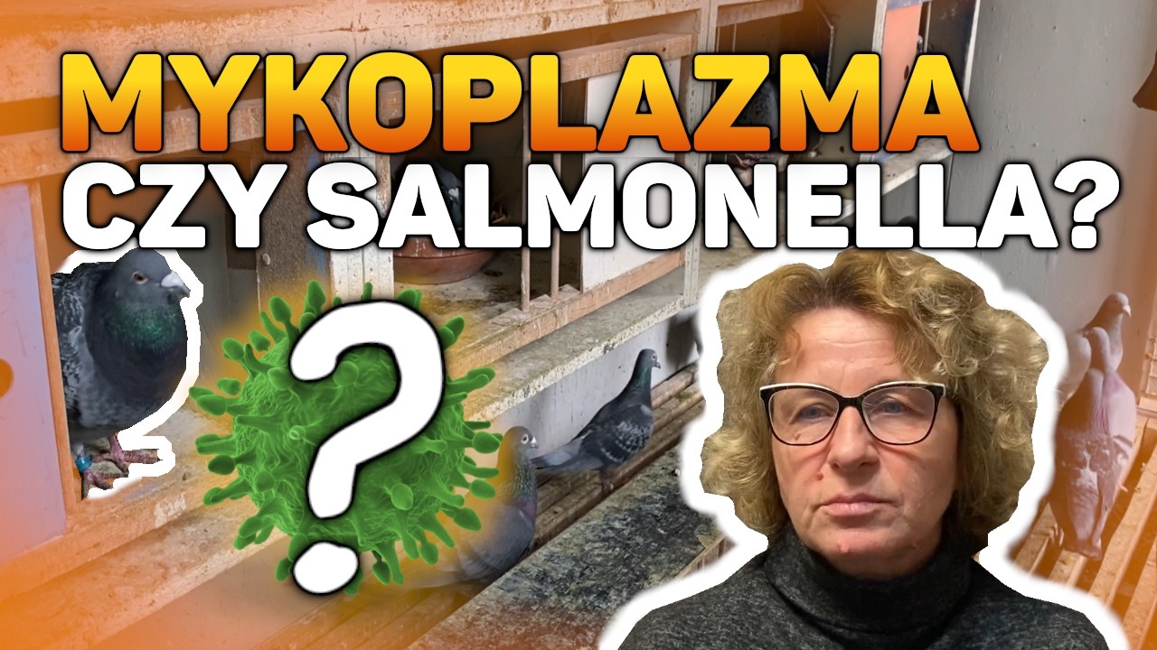 Микоплазма или сальмонелла при остеоартрите? Как распознать их у голубей-носителей?