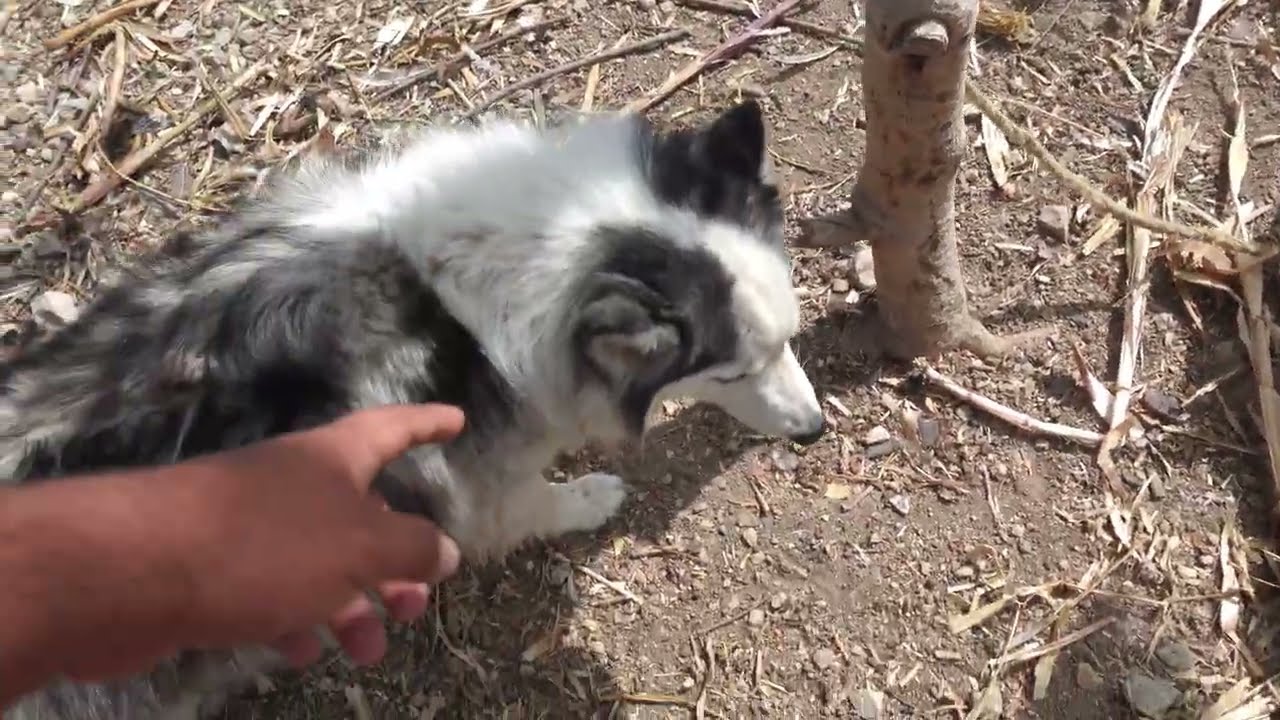 PREPARANDO MENUDO EN EL RANCHO DE MI MAMA/ASI ES LA VIDA DE UN RANCHO EN OAXACA.