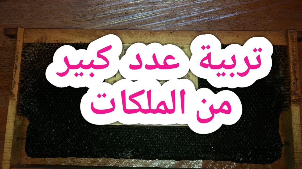 تربية أعداد كبيرة من الملكات بسهولة مع هذا الجهاز / تربيةالملكات باستخدام جهاز نيكوت