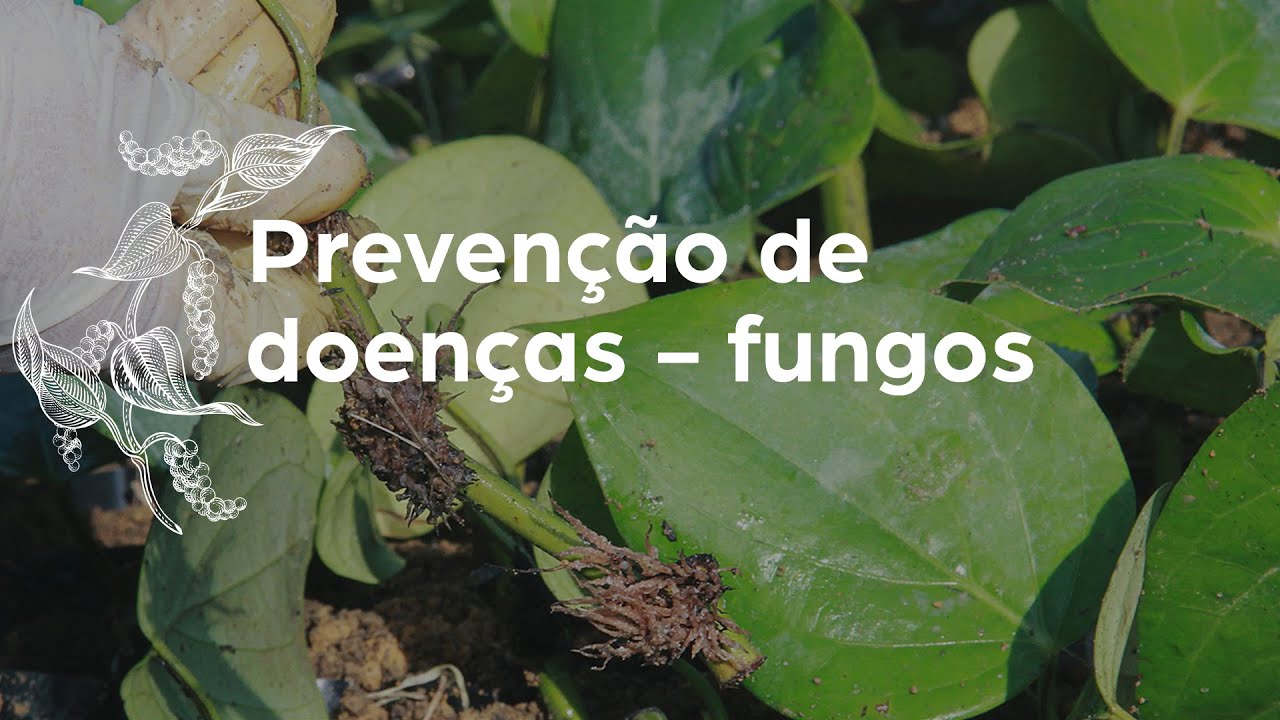 Pimenta-do-reino: prevenção de doenças - fungos