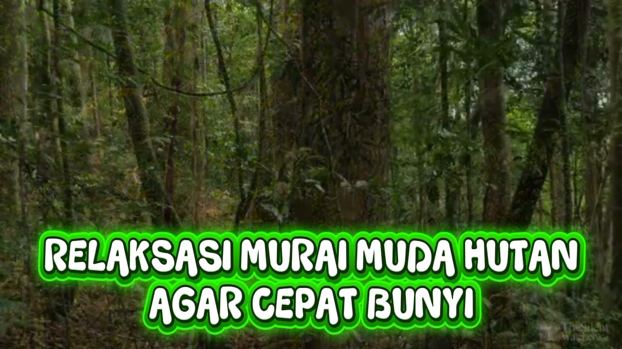 PANCINGAN MURAI MUDA HUTAN YANG BARU NGEVOER AGAR CEPAT BUNYI