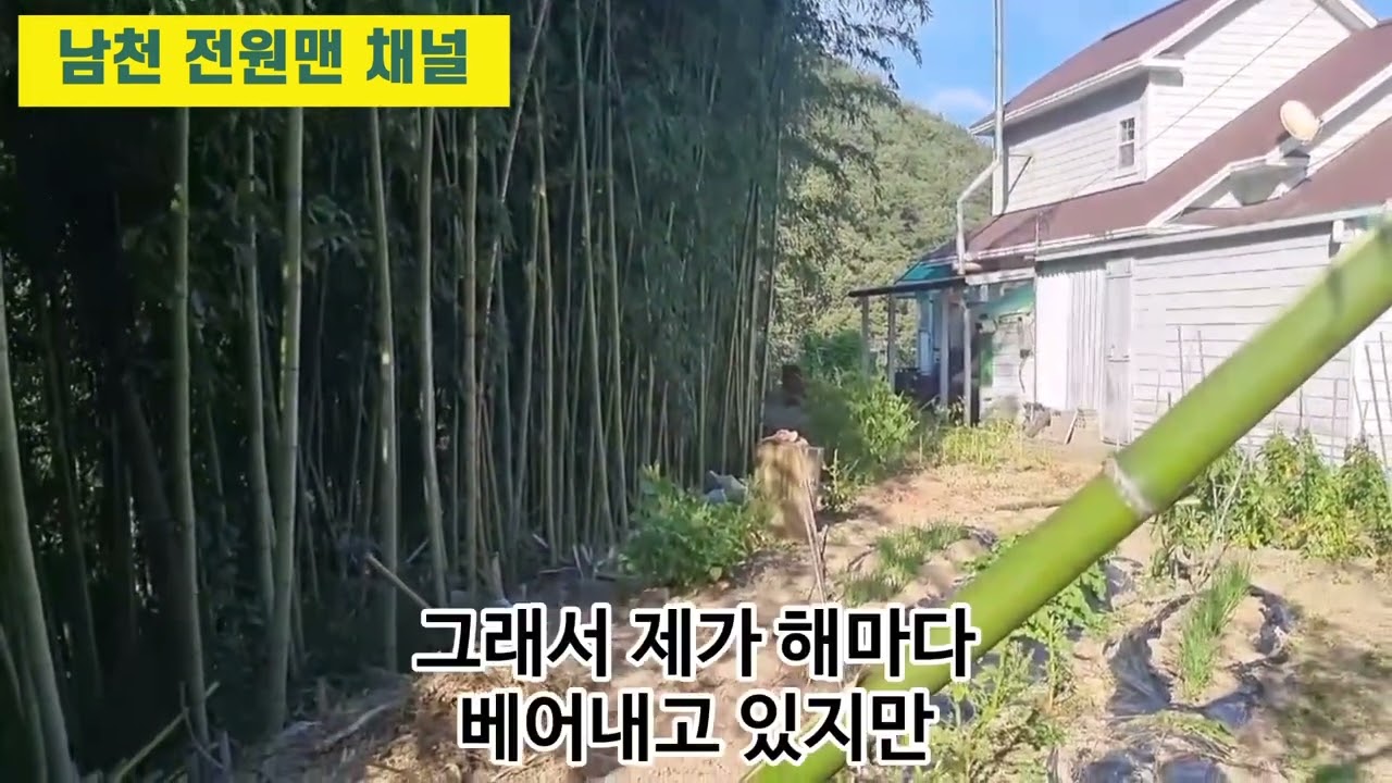 집 마당에 대나무 심으려는 분들은 제 영상을 꼭 한 번 보십시오