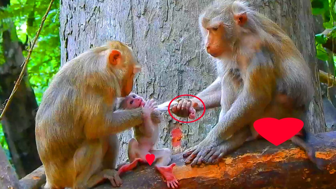 How dare Katrina want newborn Levy from Libby, Katrina wants newborn pigtail coz she never had one