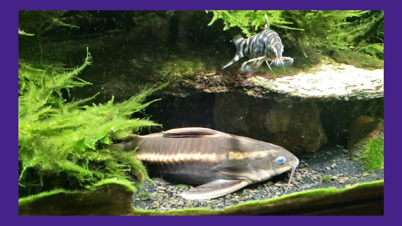 Raphael Catfish Would Look Good In My Pond
