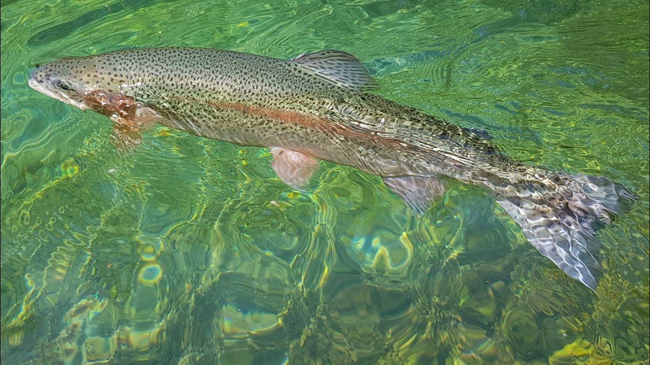 Fliegenfischen auf starke Regenbogenforellen
