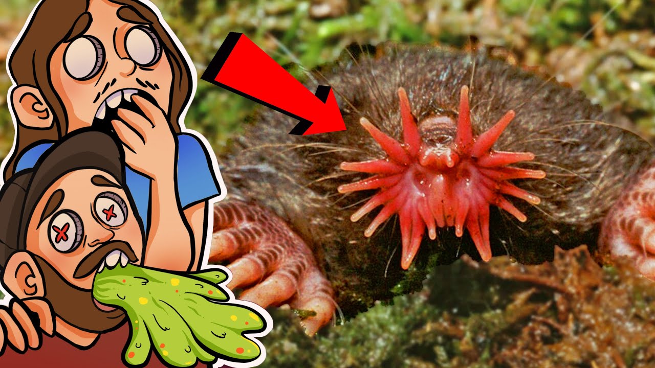 CET ANIMAL EST TERRIFIANT ?! (Les animaux les plus bizarres du monde)