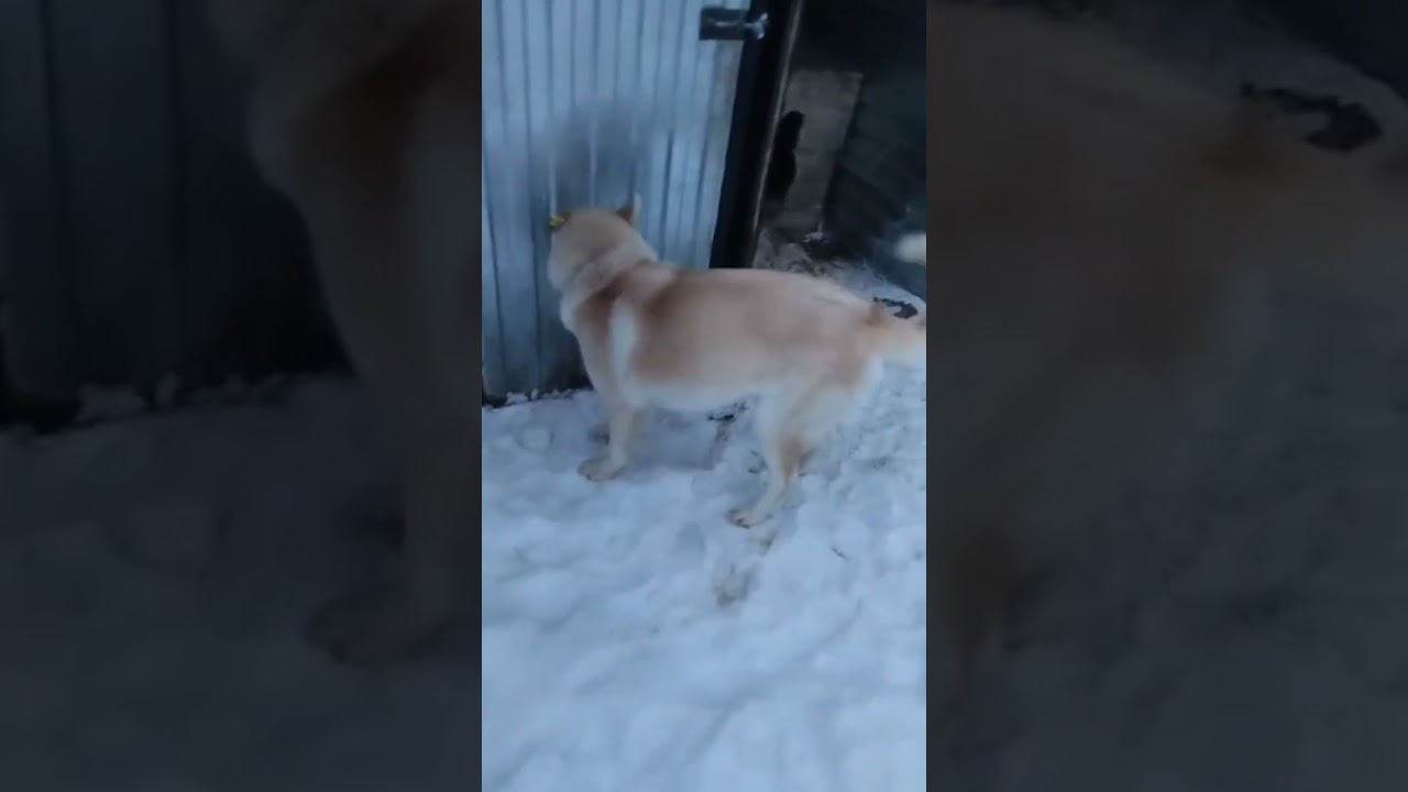 Уфа, БашкирияПопал в отлов вот такой красотун😭Пожалуйста, сделайте репост🙏Другие регионы