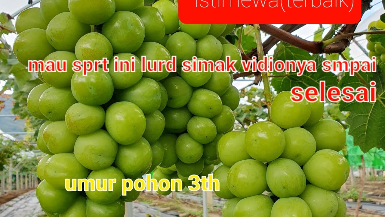 perbandingan/ perbedaan pohon umur 3thn dgn sistim 1m-1m.hasilnya sangat2 istimewa.