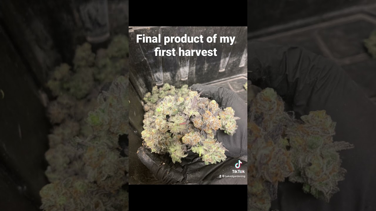 God&rsquo;s gift & tangerine dream nugs