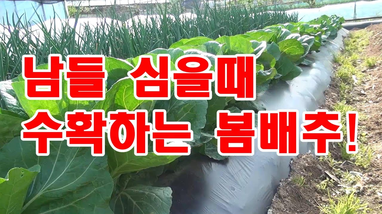 남들 심을 때 수확하는 봄 배추 키우는 방법