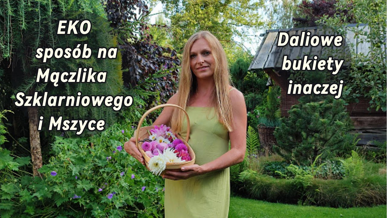 EKO sposob na mączlika szklarniowego i mszyce. Daliowe bukiety inczej.