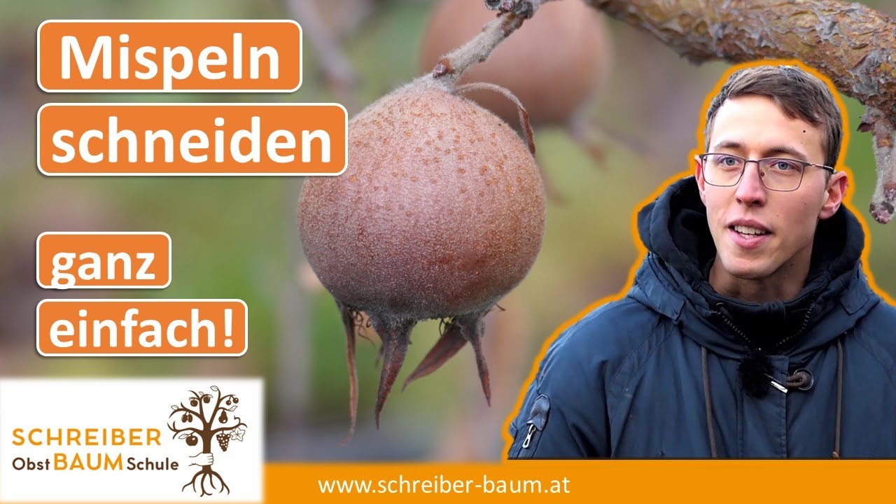 Eine hervorragende Frucht! Die Mispel - Schnitt und Anbautipps für Mispelbäume