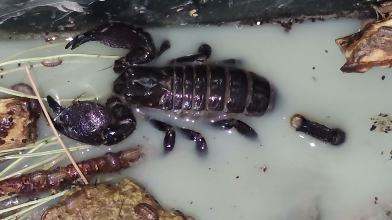 Emperor Scorpion Flood(safe) interesting observations 