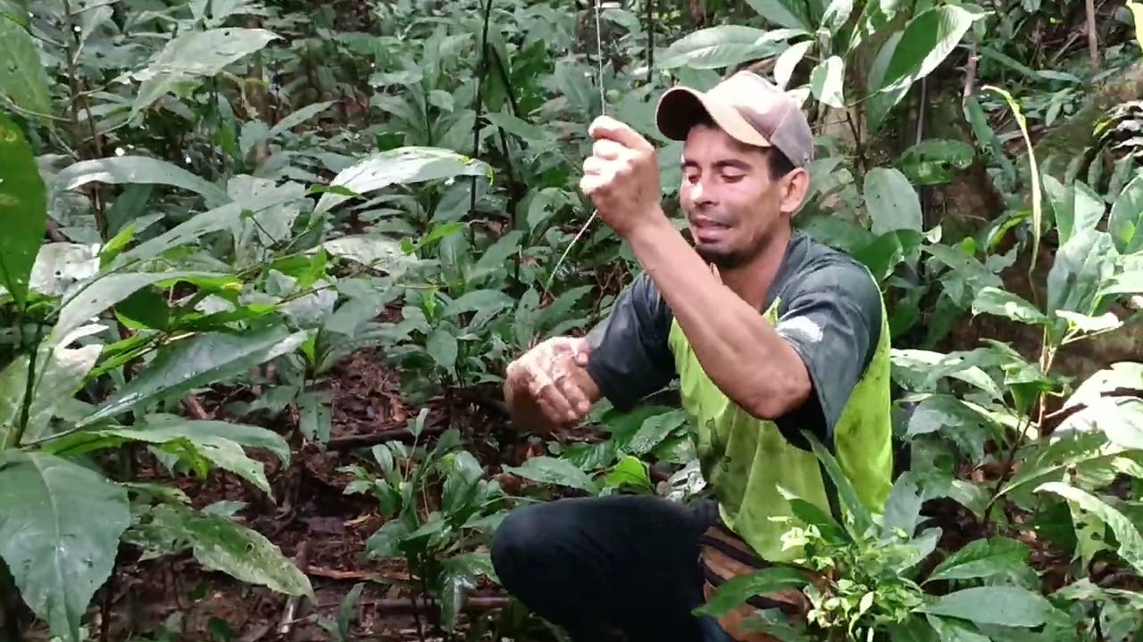 armadilha de laço vida no mato