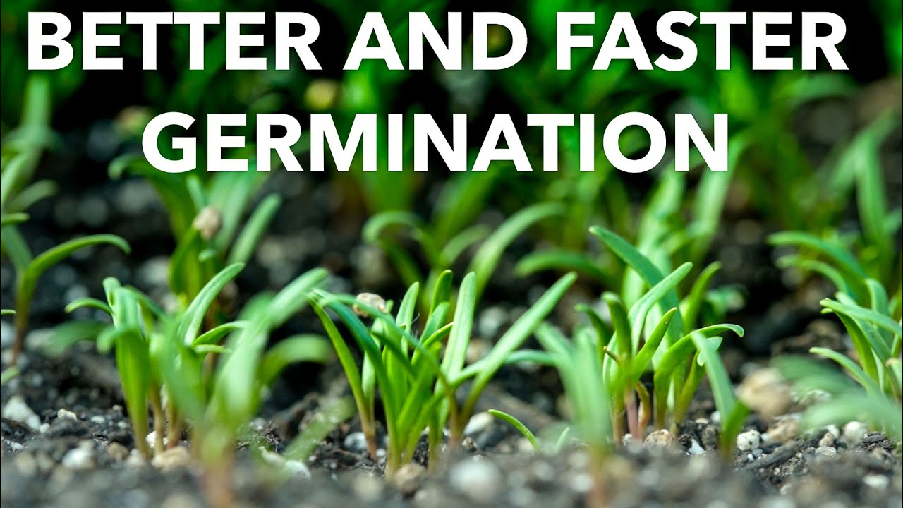 What is Seed Priming?