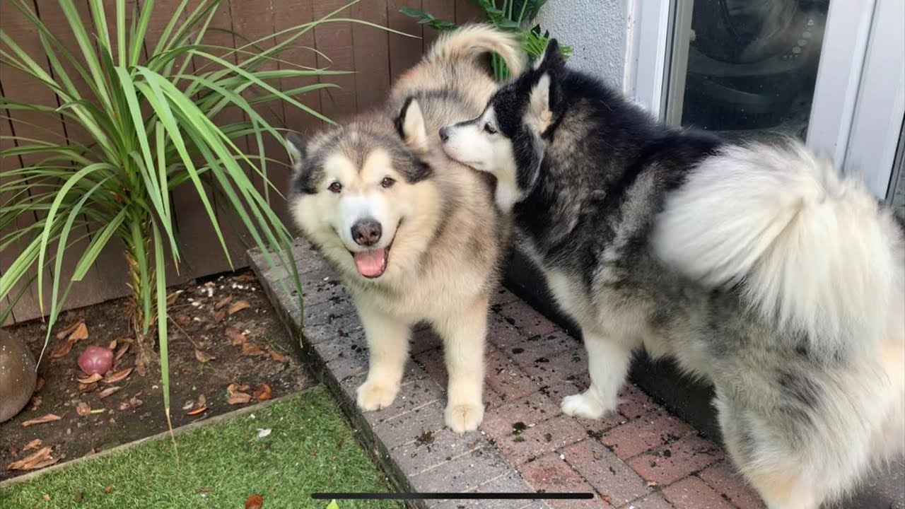 PHIL AND NIKO REUNITED AFTER 3 NIGHTS APART
