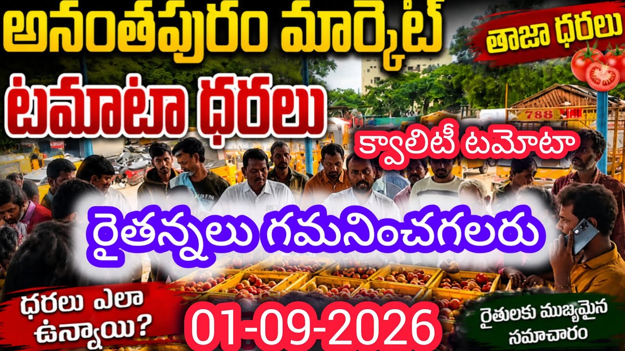 Today Anantapur tomato market rates #todaytomatorates #anantapurtomatomarket #tomatomarket