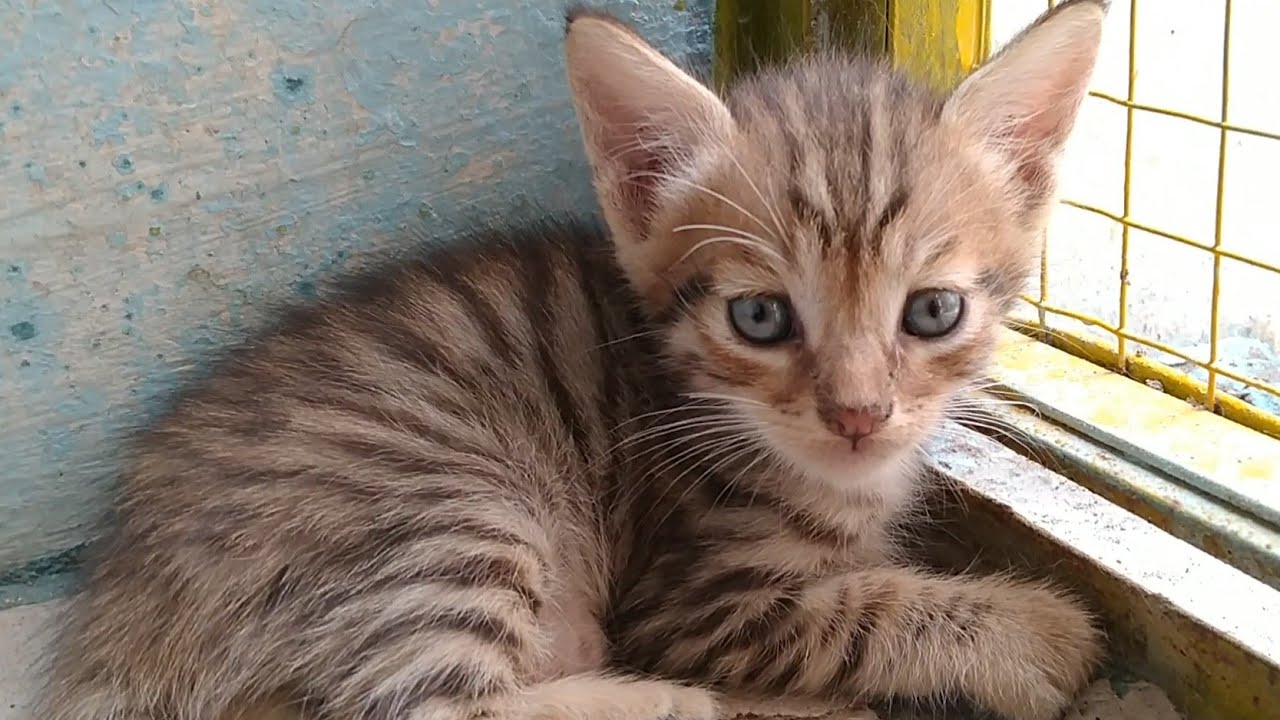 Mother Cat Wants To Wean Her Kittens She Wants Her Kittens To Eat Wet Food