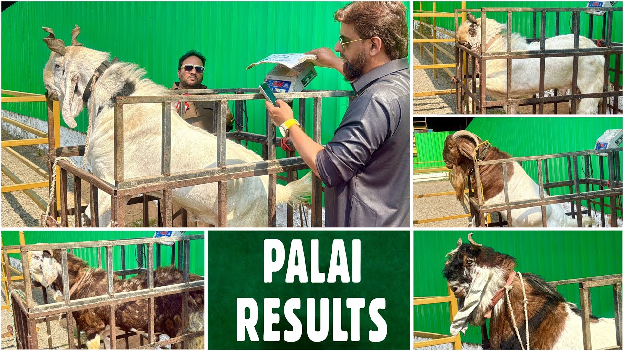 Al Shaikh Goat Farm Palai Results | Random Weight Check, Surprising Results