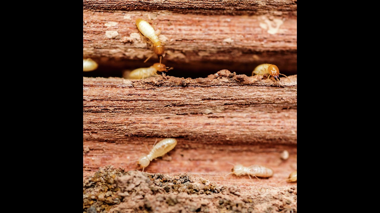The wonder of termites