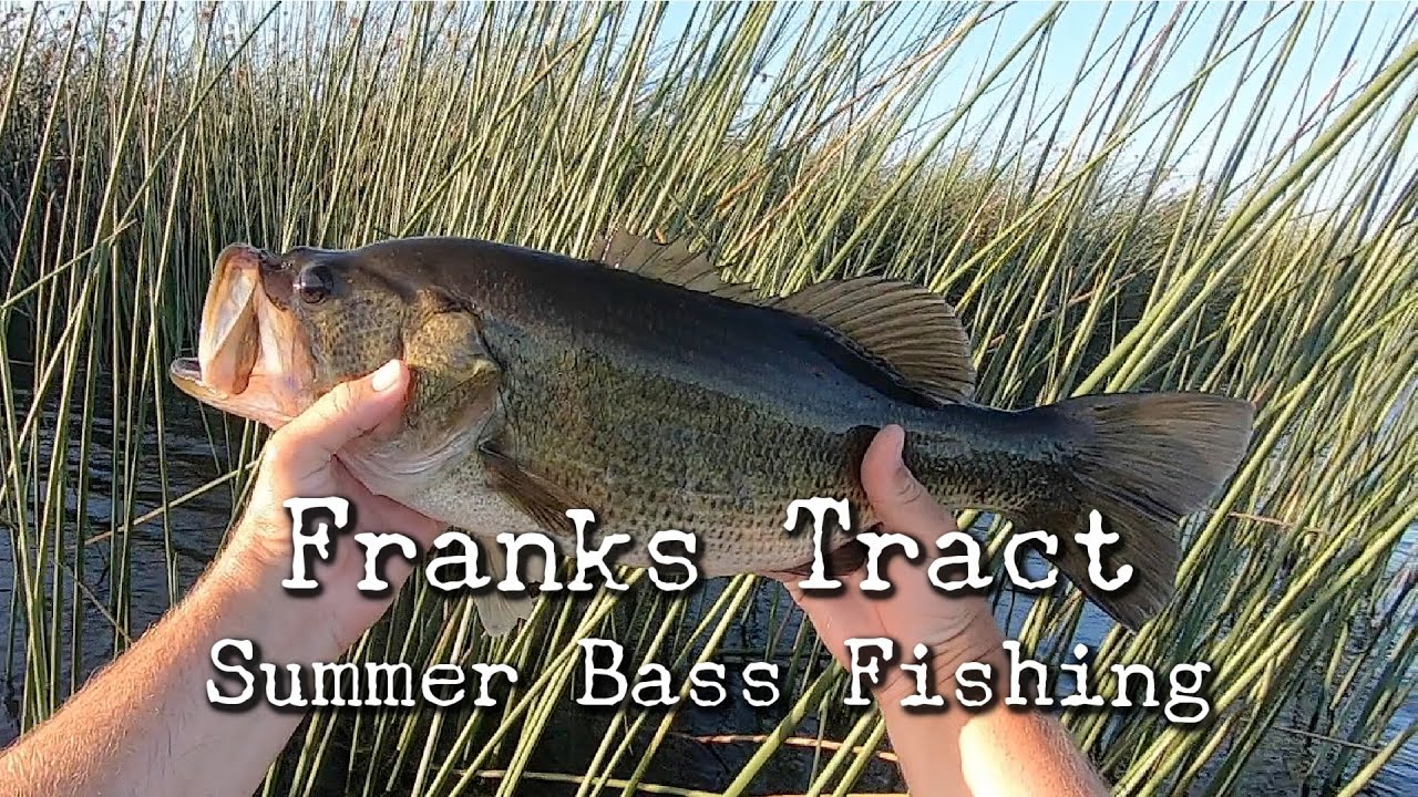 Franks Tract Summer Time Kayak Bass Fishing