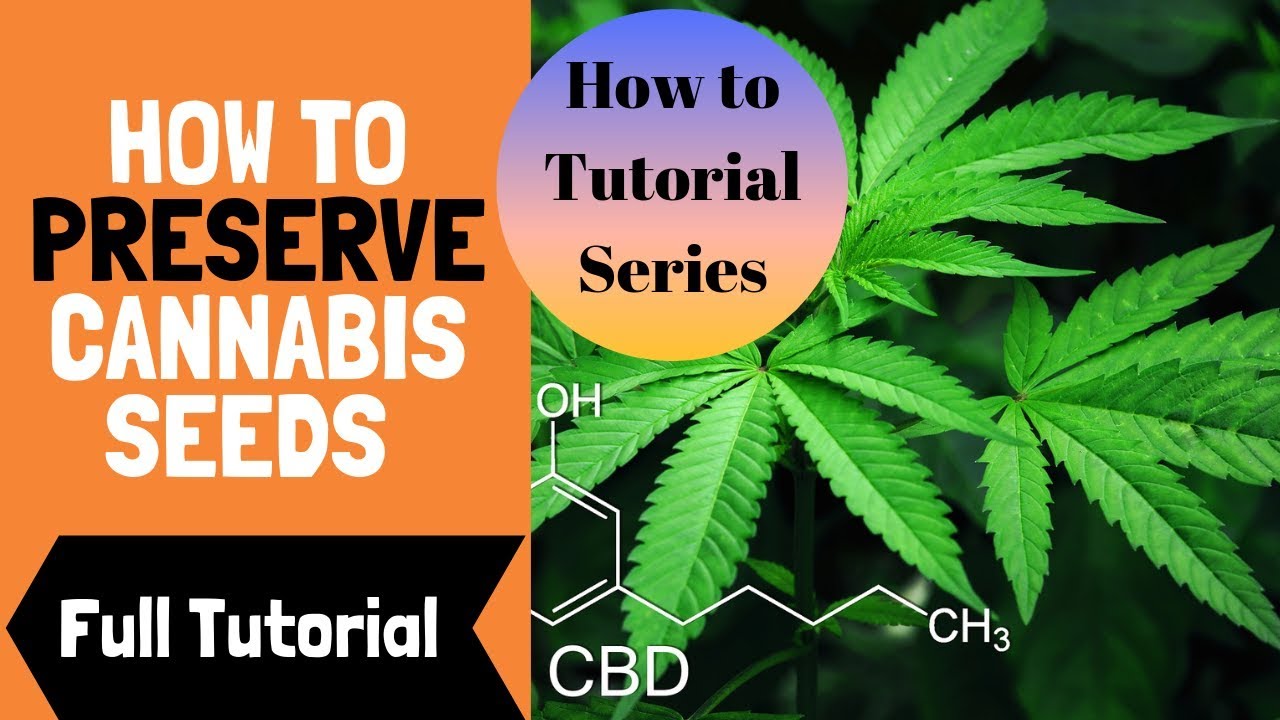 Full Tutorial: How to Preserve Cannabis / Weed Seeds