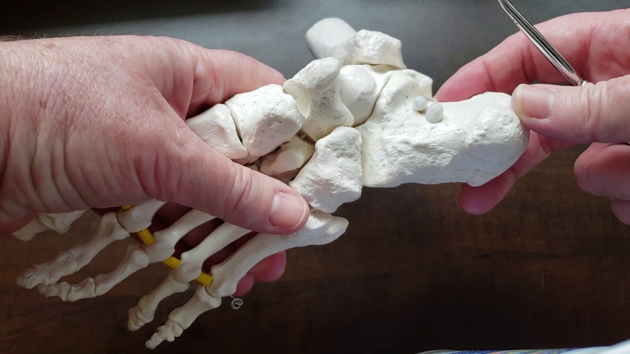 Osteology of the foot