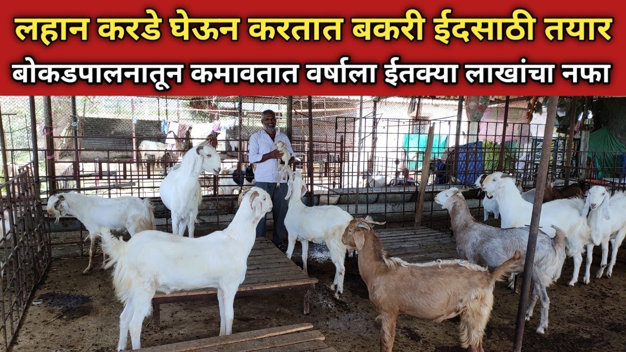 बोकड पालन करून कमावतात इतक्या लाखांचा निव्वळ नफा | Bokad palan in maharashtra Shelipalan