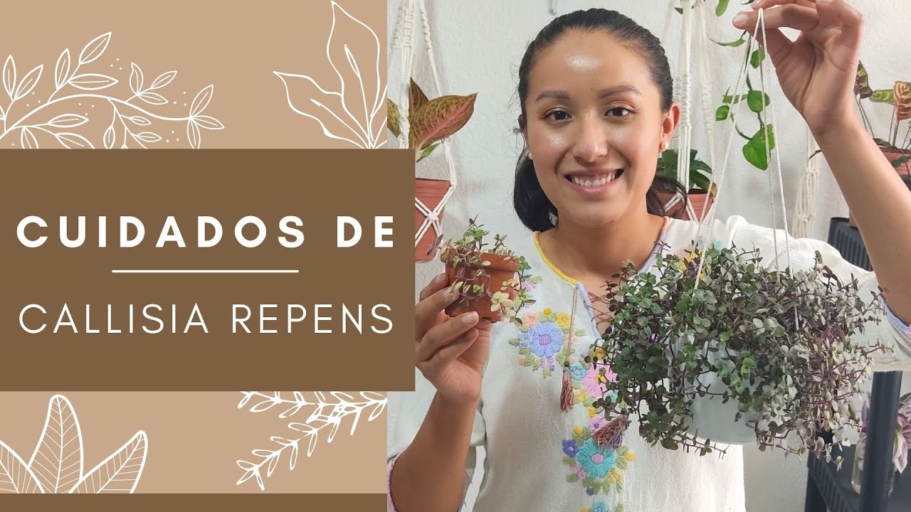Cuidados de la Callisia repens