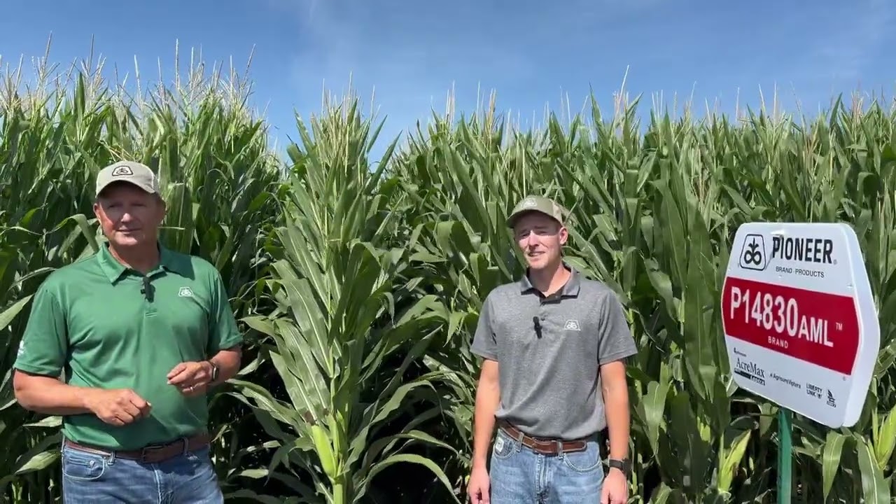 P14830AML & QROME FROM PIONEER.  Industry leading yield potential...made for your best soils.