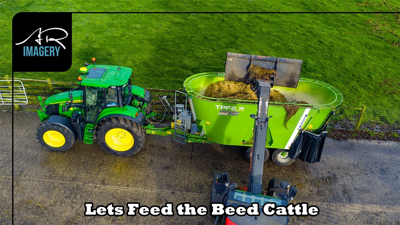Feeding Beef Cattle on a Windy Morning | Silage, Meal & Sugar Beet