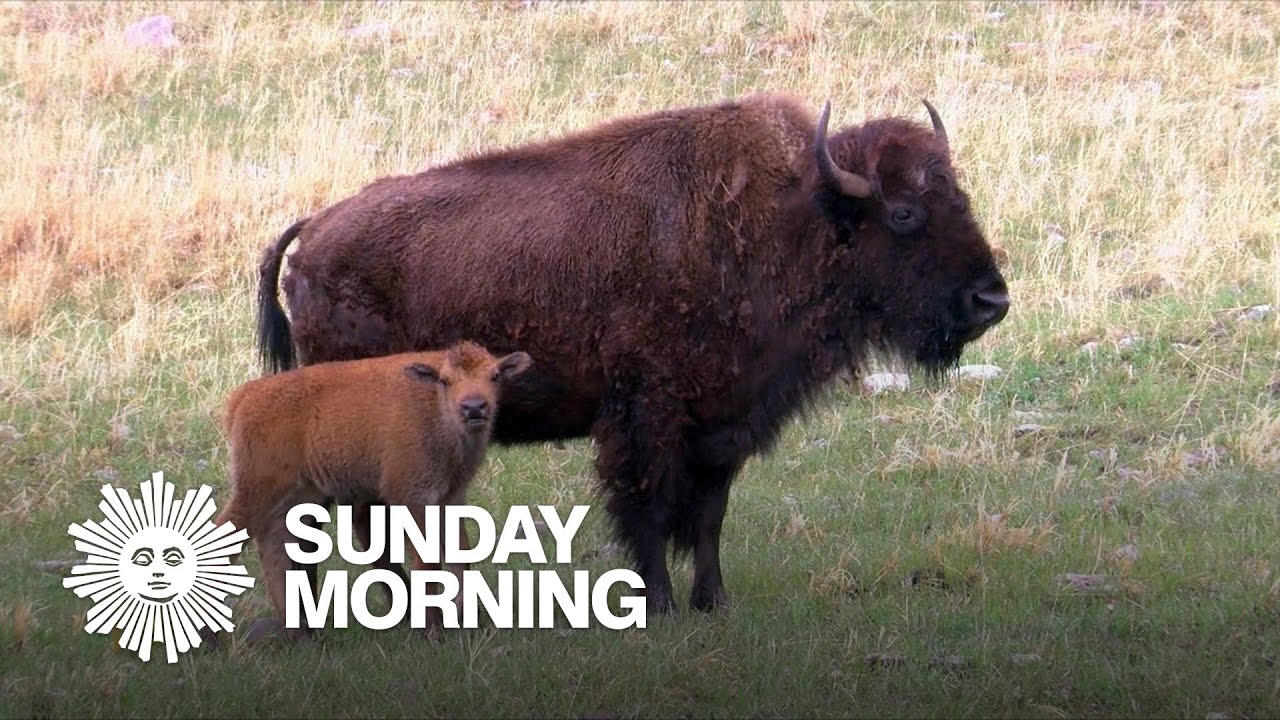 Nature: Bison in South Dakota