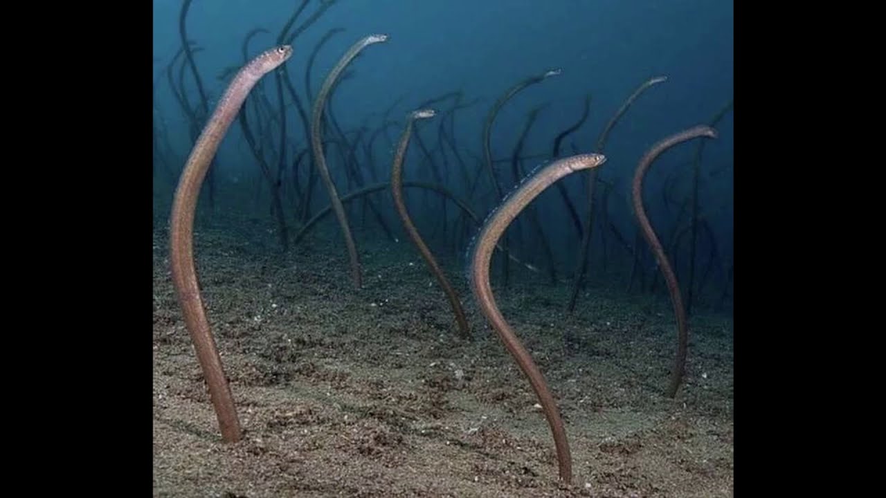 Thalassophobia images with unsettling music