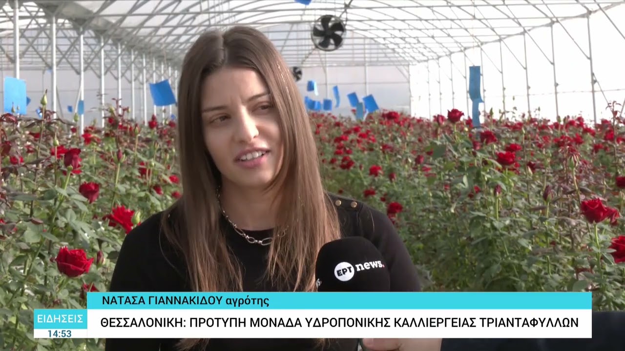 Θεσσαλονίκη: Πρότυπη μονάδα υδροπονικής καλλιέργειας τριαντάφυλλων
