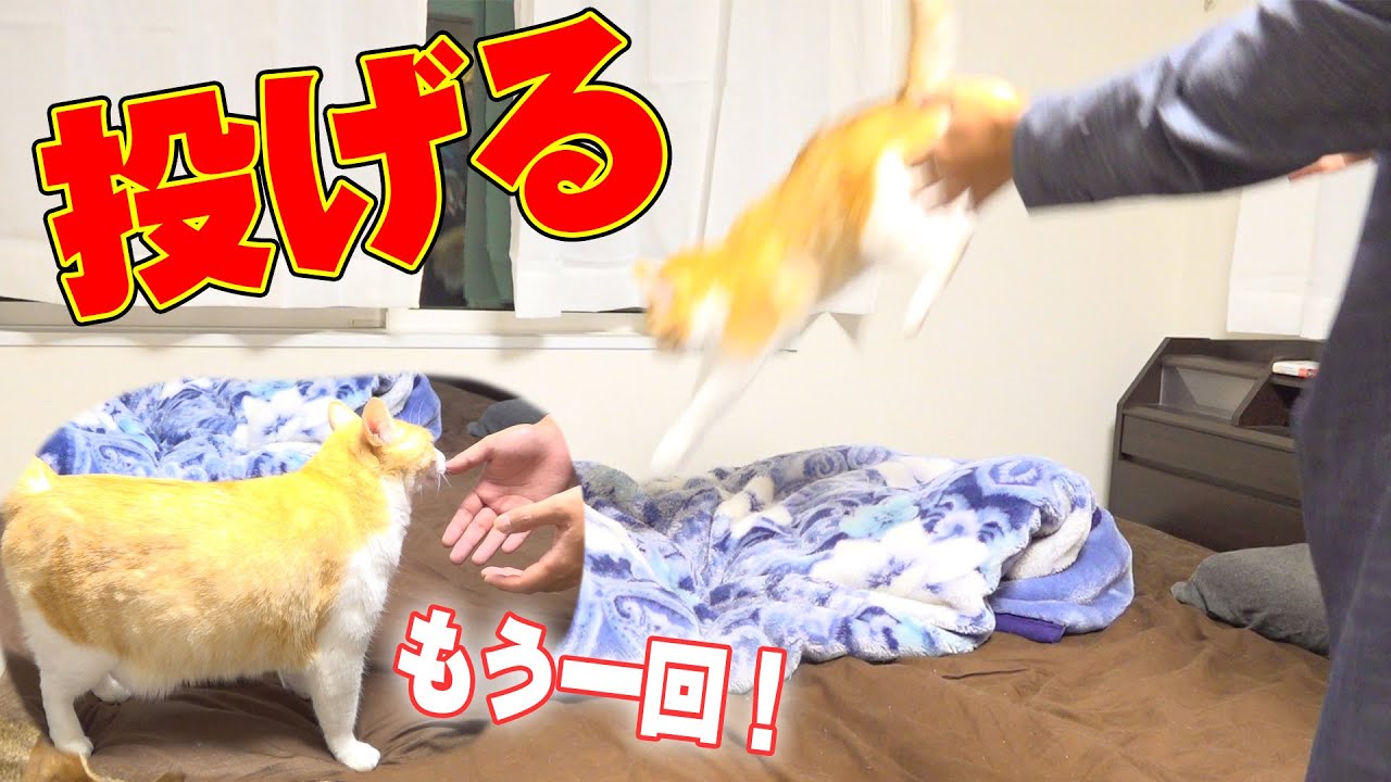 猫投げてみたら猫が「もっかい投げて」と近づいてきた