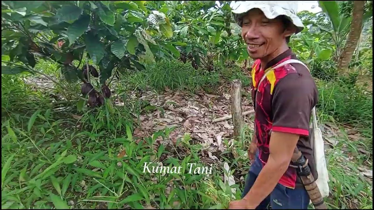 Hasil dari sebuah ketekunan, kakao mcc02, cacao Indonesia #kakao #fyp #petani