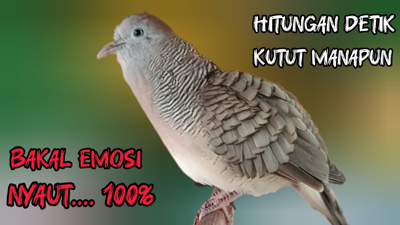 Perkutut Lokal Gacor Suara Besar Cocok Untuk Pancingan Burung Perkutut Agar Cepat Bunyi