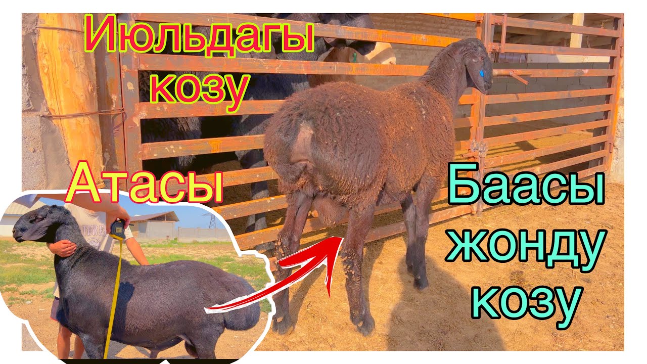 🤗🤭Чалбай эле койобуз Сатылды достор @BARPYKG 