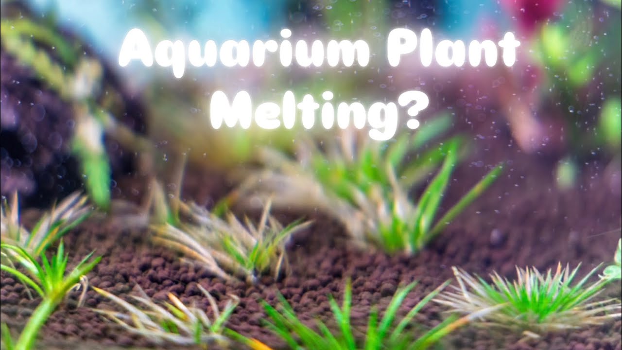 Why is your Aquarium Plants melting || தமிழ்