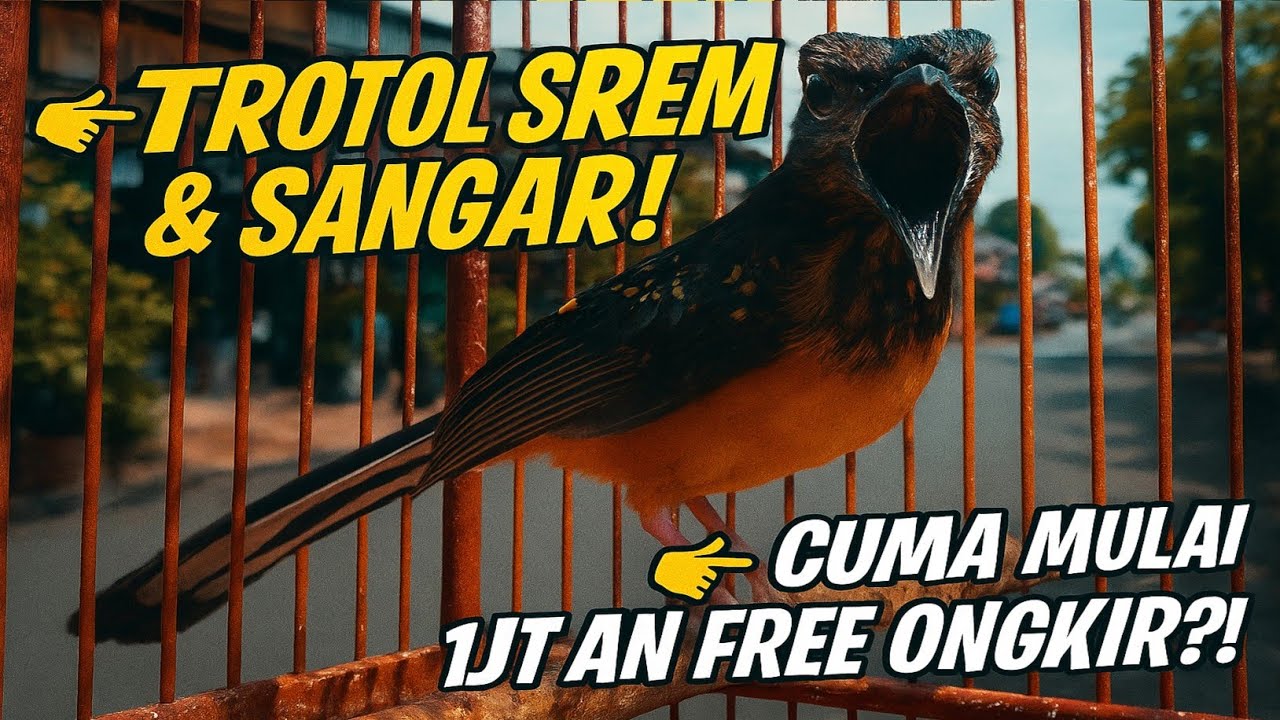 GAK NYANGKA! MURAI TROTOL SEREM DAN SANGAR SEPERTI INI DIJUAL CUMA MULAI 1 JUTAAN?!