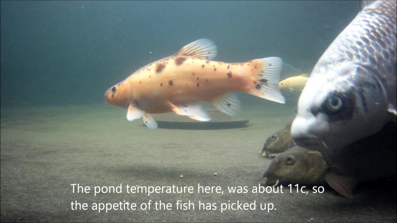 Koi/Tench Pond Underwater