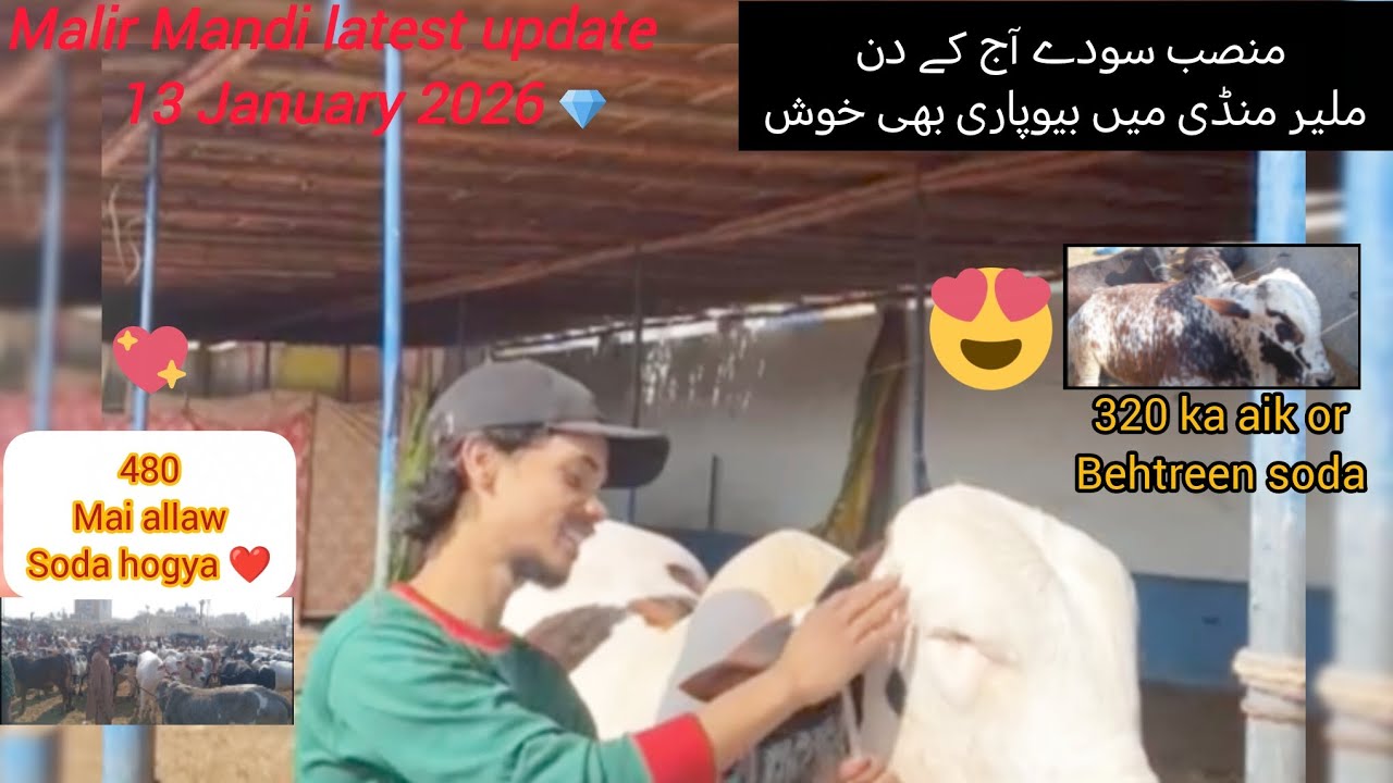 Malir Mandi 2026 k vip Sody latest update#cattlezone #cowvedios  #viral_video #foryoupageofficiall 