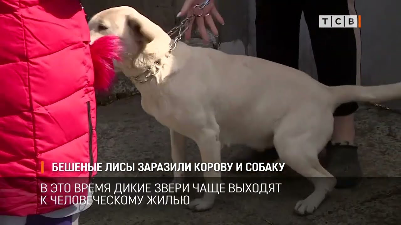 Бешеные лисы заразили корову и собаку
