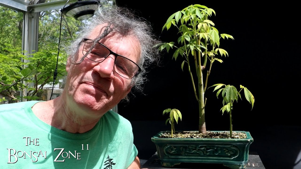 My Kapok Tree, The Bonsai Zone, June 2024