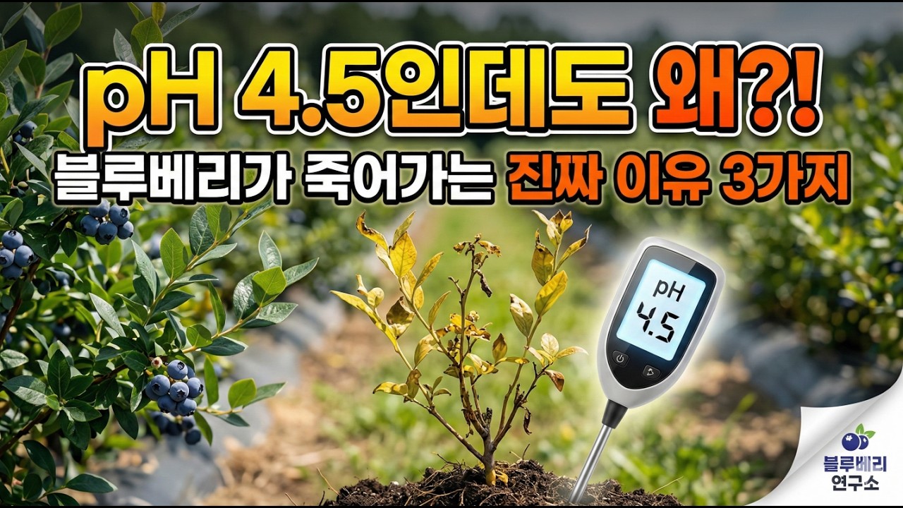 블루베리 pH 4 5 맞췄는데도 나무가 죽어가는 진짜 이유 3가지!!